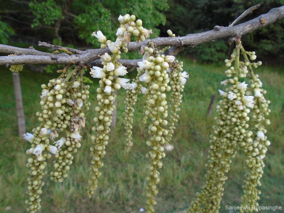 Lepisanthes tetraphylla var. tetraphylla (Vahl) Radlk.